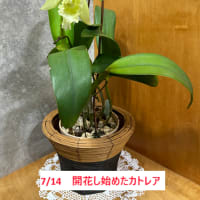 7月23日（火）　白のカトレアの開花