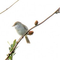 04/26探鳥記録写真：はまゆう公園の鳥たち（ウグイス、ホオジロ、カワラヒワ、）