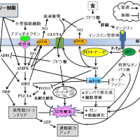 なぜ「食」は寿命を縮めるのか？
