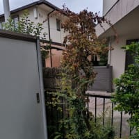 ピラカンサを切った
