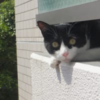 ナラくん