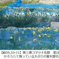 花咲きダイコン株でもおいしく食べられる