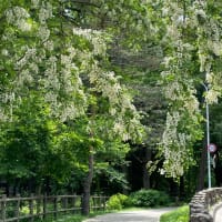 ニセアカシヤの花