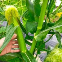 種無しスイカ初結実、とうもろこし結実