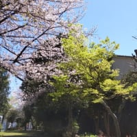 一里塚公園の桜
