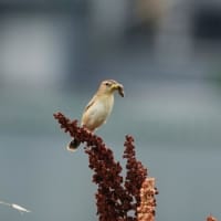 カイツブリ親子とセッカ