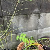 無残…山椒の葉