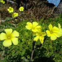 春の息吹