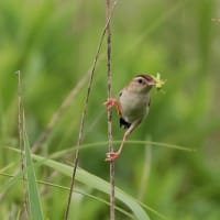小雨が時々降る田んぼで・・・・セッカ・クサシギ