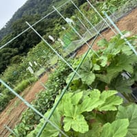 オクラに支柱設定です。