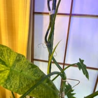 ドリルが止まらない。