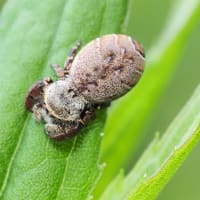 カラスハエトリの ♀