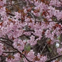 岩木山麓のさくら並木