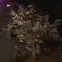 ３月２０日(土)  🇯🇵春分の日