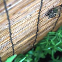 前夜脱皮のクマゼミは今朝、飛び立ちにも簾すがり