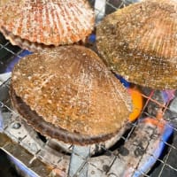 なかなか流通しない「赤皿貝」が漁師の浜焼 あぶりやに初入荷！！