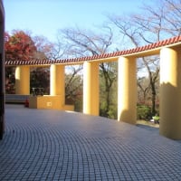 第２段　桜ケ丘公園を歩く会　'19-11-29