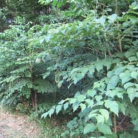 タラの芽を採った後のタラノキの大事な管理