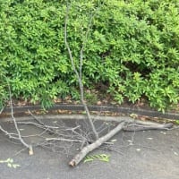 昨夜は大風、西洗公園は、枯れた太い枝が何本も折れて落下