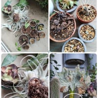 留守番で、オットが植物の水遣り頑張ってくれました... 😅