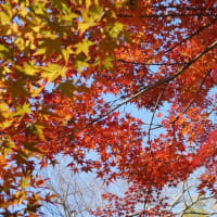 美しい紅葉を求めて 奈良 明日香村を散策