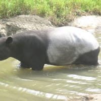 蒸し暑いからか来園者・動物の姿少ない多摩動物公園