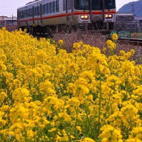 菜の花 と 姫新線電車