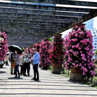 バラ　５（山下公園）