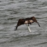06/28探鳥記録写真：２０２５年4月に出会った鳥たち②