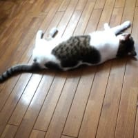 TVの前はダメだよ！