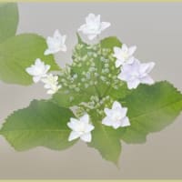 ガクアジサイ②