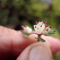 朝霧高原早春の花：白い花弁状のガクの先が比較的円いのでハナネコノメします。