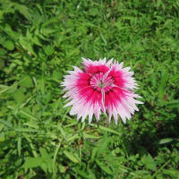 今日の向島百花園にて