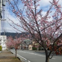 伊東小室桜七分咲き