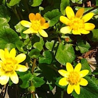 明日2月11日のモニター氣功可能時間のご案内です。