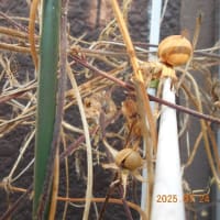 啓蟄と勘違い？大寒なのにカマキリが孵化して…