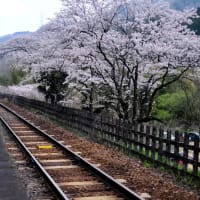 桜に包まれた思い出の駅-京都府笠置町：笠置駅
