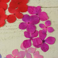 押し花 クエン酸発色剤 押し花大好き まいにち押し花を見て触って作っています