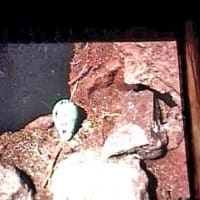海鳥のサンクチュアリ　天売島と森林浴を楽しむメルヘンの焼尻島　２１回目　天売島