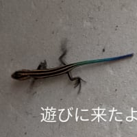 ワクチン接種一回目