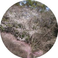 4月新年度が始まった　(;´д｀)トホホ