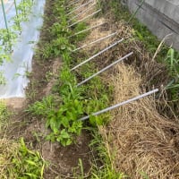 ピーマン定植など