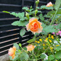 春爛漫