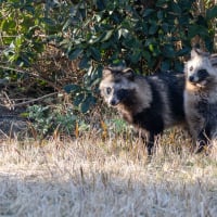 葛西臨海公園　クロジなど
