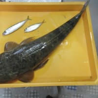 サビキの竿も出してみた。