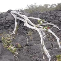 2015年ハワイ旅日記(59 )キラウエア火山国立公園はハワイ唯一の世界遺産
