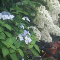 六月の花散歩