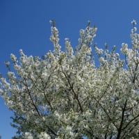 舎人公園（とねりこうえん）の桜とネモフィラ　広々として美しい‼
