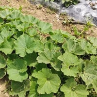 家庭菜園 ジャガイモの収穫と菜園の状態