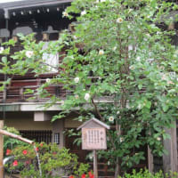 大和１３佛霊場　第３回目　最後は　第５番・金剛寺へ